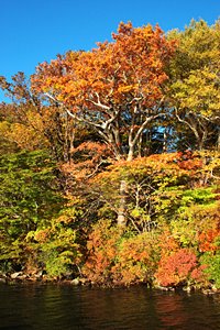 湖畔の紅葉