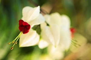 ノーブルダンス