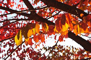 赤く垂れ下がる葉