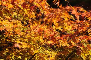 ナチュラル・グラデーション