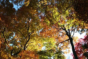 森が萌えている