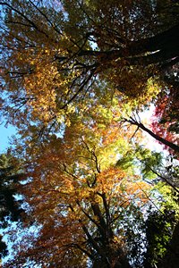 見上げた空の絨毯