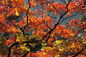 紅葉樹・紅