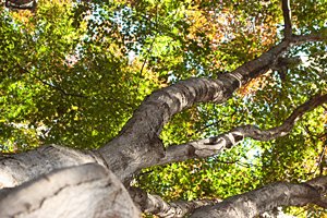 背伸びをする樹