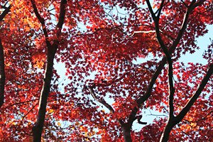 紅の葉