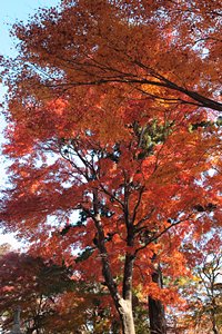 オレンジのコート