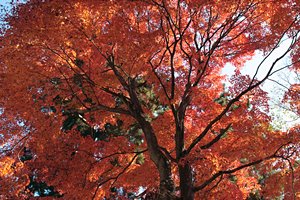 オレンジの傘開いて