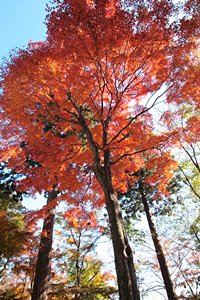高尾のトップ女優