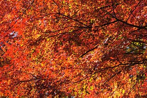 紅葉世界・レベル1