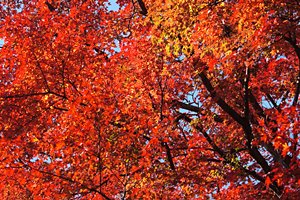 紅葉世界・レベル2