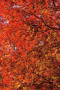 紅葉世界・ラスボス