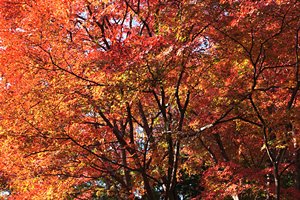 紅葉世界・ラスボスさらに変形