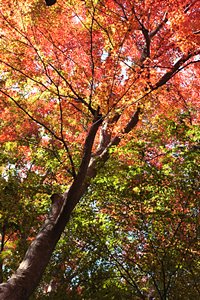 グラデーションの樹