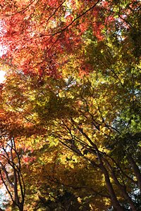 透過光のグラデーション