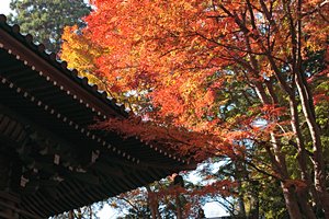 山門にかかる紅葉