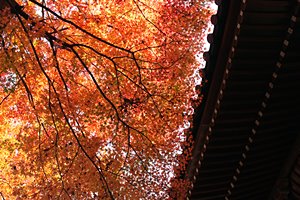 軒先とランデブー