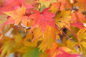 もみじ葉七変化