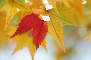 三色紅葉虫食いつき