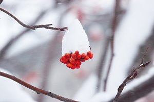 ナナカマドのかき氷