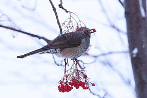 ごちそういただきます