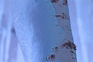 白樺の氷のコート