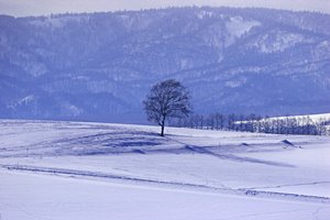 世界樹、白く染まる