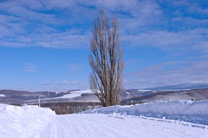 ポプラのある雪の坂道