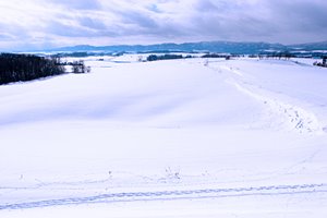 ホワイトシュプール