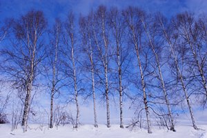 白樺賛歌（ランドスケープ）