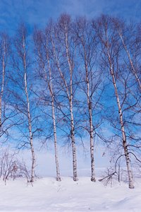 白樺賛歌（ポートレート）