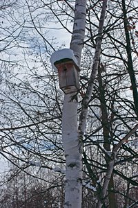 白樺の巣箱