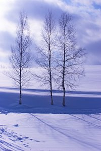 三人兄弟、雪原に立つ