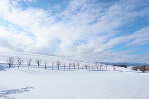 行列の出来る雪原