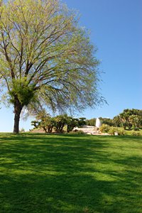 ツリー・グリーン