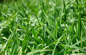 グリーン。グリーン。