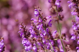 バイオレット・ラグーン