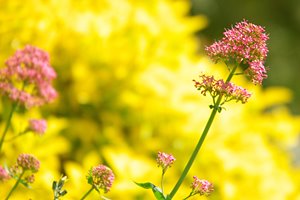 陽光にそよいで