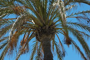 ソテツじゃないの？