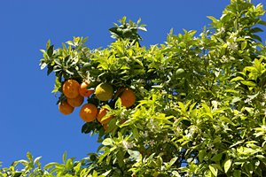 バレンシア・オレンジ