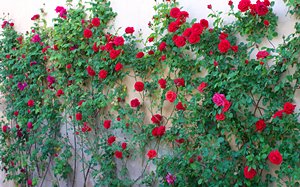 バラの壁（ランドスケープ）