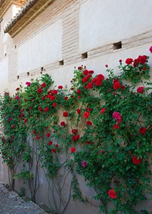 パラの壁（ポートレート）