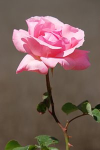 この一輪に捧ぐ