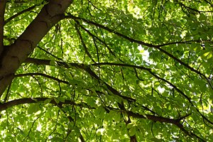 新緑のカーテン