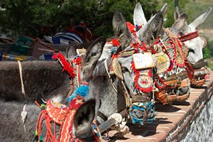 ミハスのロバたち