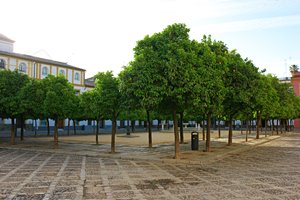 木で囲まれた公園