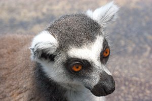 ワオキツネザル