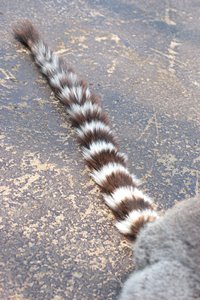 ワオ（ポートレート）