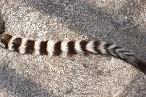 ワオ(ランドスケープ)