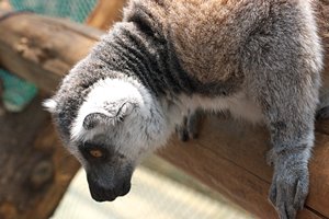 オレにもくれー