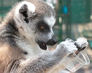 あ！もうない！！